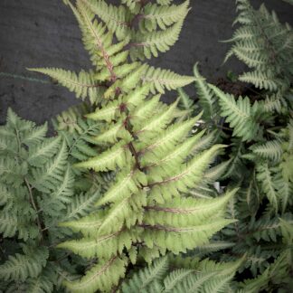 athyrium niponicum pictum jardinpro 1