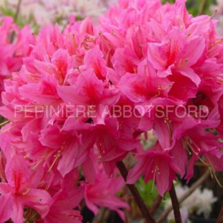 azalea rosy light 1