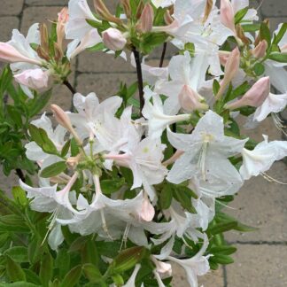 azalea white lights jardinpro 1