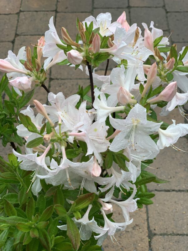 azalea white lights jardinpro 1