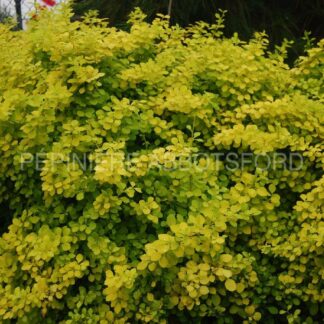 berberis thunbergii aurea nana abbotsford