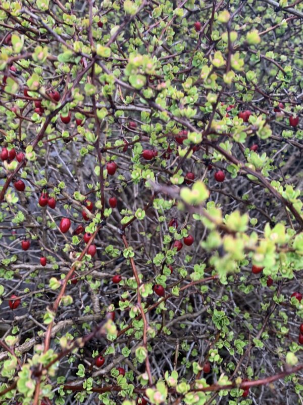 berberis thunbergii aurea nana jardinpro 1