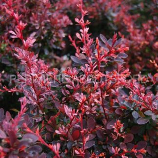 berberis thunbergii rose glow abbotsford