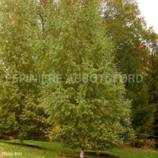 betula platyphylla dakota pinnacle abbotsford