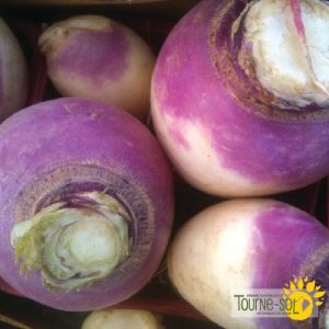 br307 ts navet blanc collet violet turnip 01