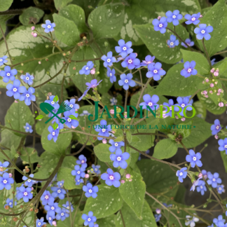 brunnera macrophylla jack frost jardinpro