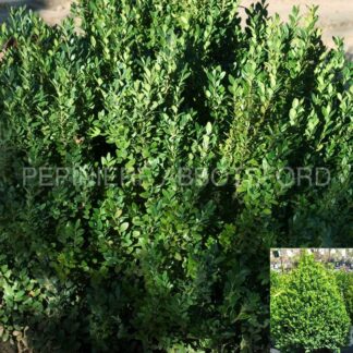 buxus x green mountain abbotsford