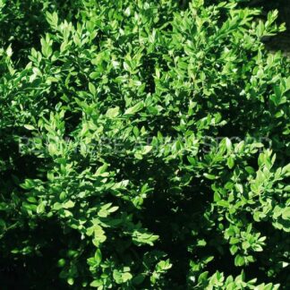 buxus x green velvet abbotsford