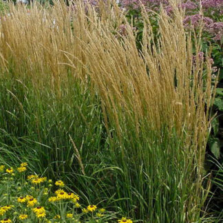 calamagrostis acutiflora karl foerster plantselect