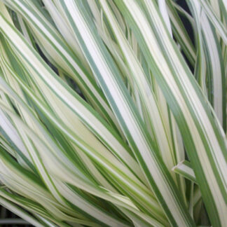 calamagrostis acutiflora lightning strike plantselect