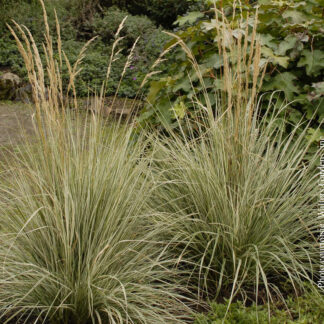 calamagrostis acutiflora overdam plantselect