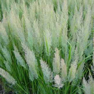 calamagrostis brachytricha plantselect