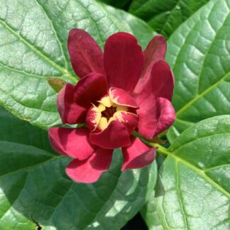 calycanthus aphrodite jardinpro 2