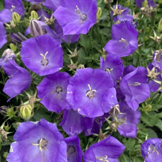 campanula carpatica pearl deep blue jardinpro