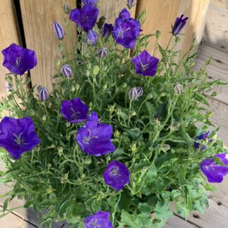 campanula carpatica pearl deep blue jardinpro