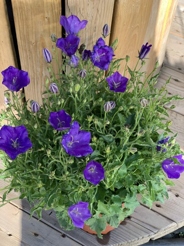 campanula carpatica pearl deep blue jardinpro