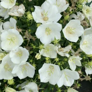 campanula carpatica rapido white jardinpro