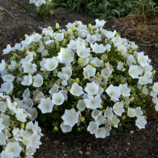 campanula carpatica rapido white proven winners