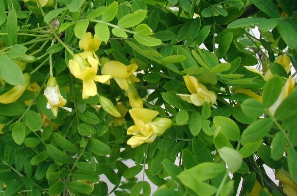 caragana arborescens flowers