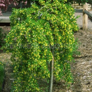 caragana arborescens pendula abbotsford