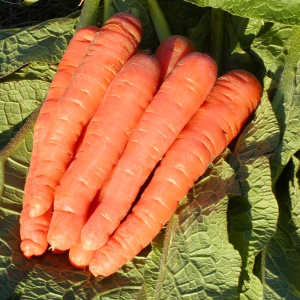 carotte scarlet nantes