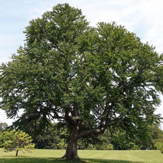 cercidiphyllum japonicum david j. stang cc by sa 4.0 via wikimedia commons