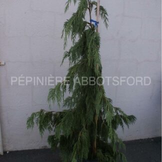 chamaecyparis nootkatensis pendula abbotsford