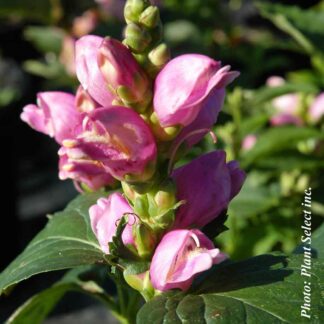 chelone oblique plantselect