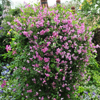 clematis x pink mink provenwinners