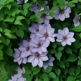 clematis x still waters provenwinners