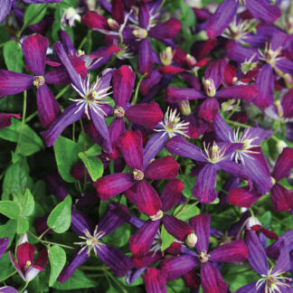 clematis x sweet summer love provenwinners