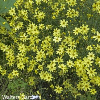 coreopsis verticillata moonbeam walters gardens