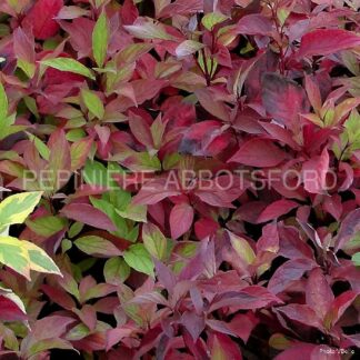 cornus alba little rebel abbotsford