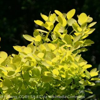 cotinus coggygria golden spirit david j. stang cc by sa 4.0 wikimedia commons