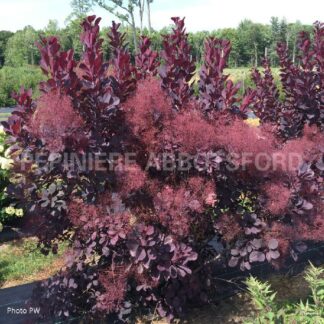 cotinus coggygria winecraft black abbotsford