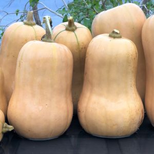 courge ponca baby butternut