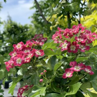 crataegus laevigata crimson cloud jardinpro 1