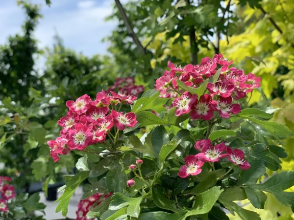 crataegus laevigata crimson cloud jardinpro 1