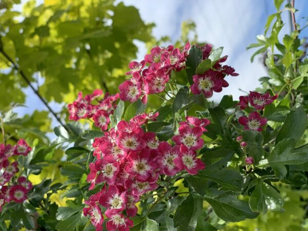 crataegus laevigata crimson cloud jardinpro 4