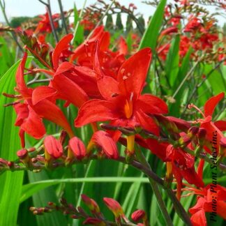 crocosmia lucifer plantselect