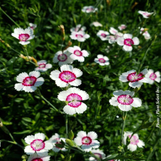 dianthus deltoides artic fire plantselect