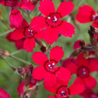 dianthus deltoides flashing light plantselect