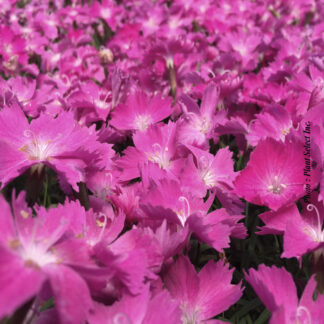 dianthus kahori plantselect