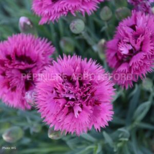 dianthus spiked punch