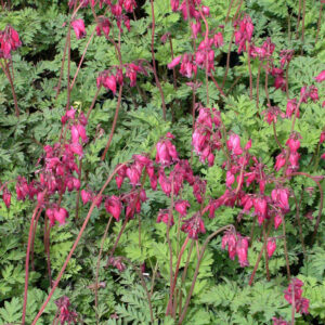 dicentra luxuriant plantselect