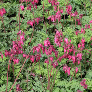 dicentra luxuriant plantselect