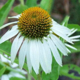 echianacea prupurea alba plantselect