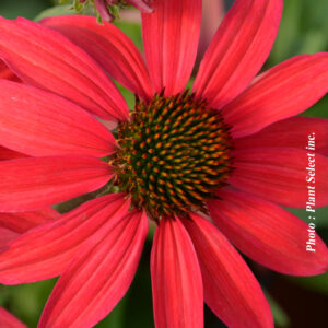 echinacea dream series glowing dream plantselect