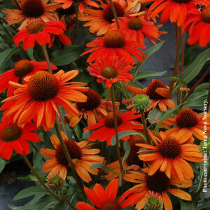 echinacea kismet intense orange plantselect