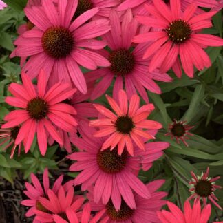 echinacea kismet raspberry jardinpro 2